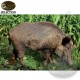 THS SELECTION Wild boar shield with natural vital zones for 2D target archery