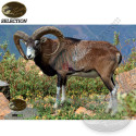 THS SELECTION Blason animalier mouflon avec zones vitales naturelles pour le tir à l'arc sur cible 2D