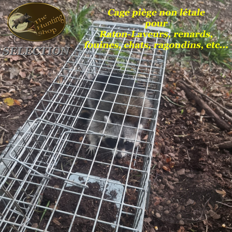 Cage piège non létale pour les ratons-laveurs, fouines, chats, renards