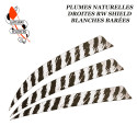 GATEWAY FEATHERS Plumes naturelles barrées RW Shield